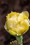 Prickly Pear Cactus Flower May 2021